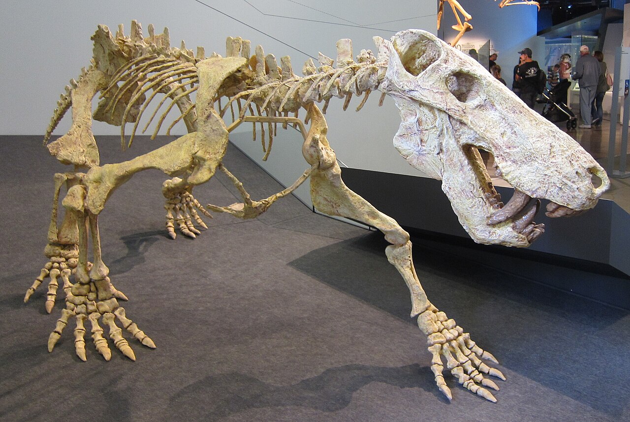 1280px-Inostrancevia in Melbourne Museum