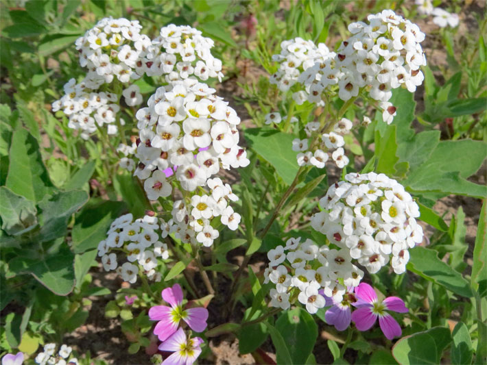 lobularia-maritima