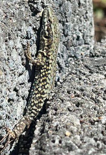 Salamander