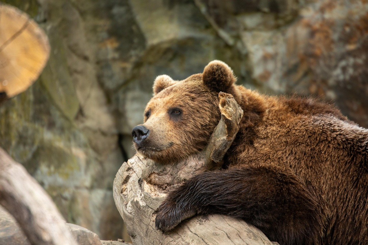 bear-8845470 1280