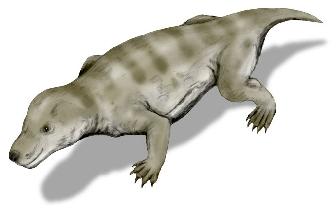 Thrinaxodon BW