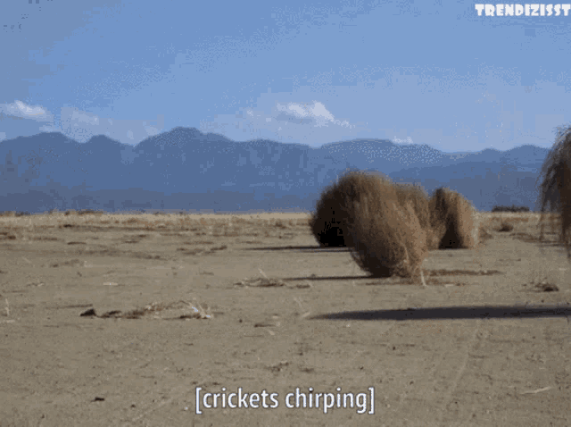 tumbleweed-crickets-chirping