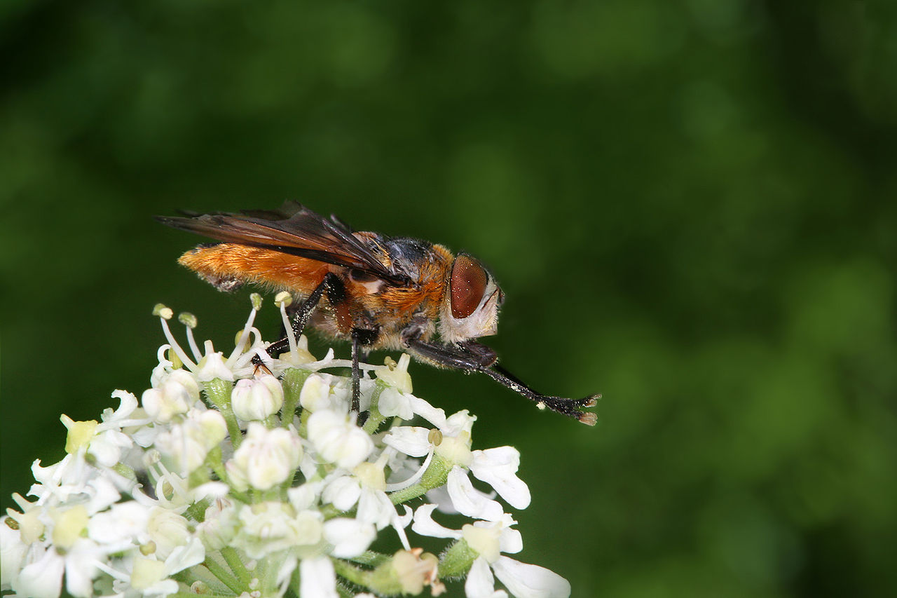 1280px-Phasia hemiptera male sideview2 R