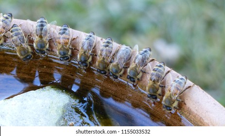 honey-bees-apidae-family-drinking-260nw-
