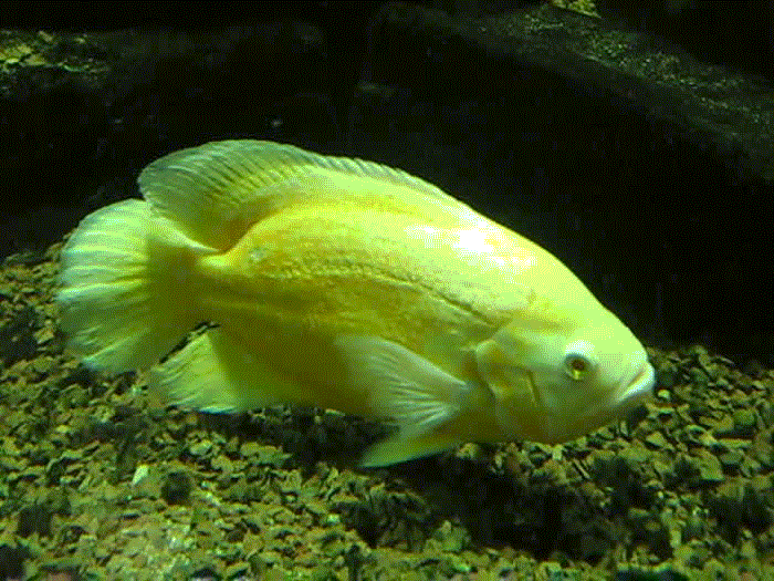Aquarium Bochum