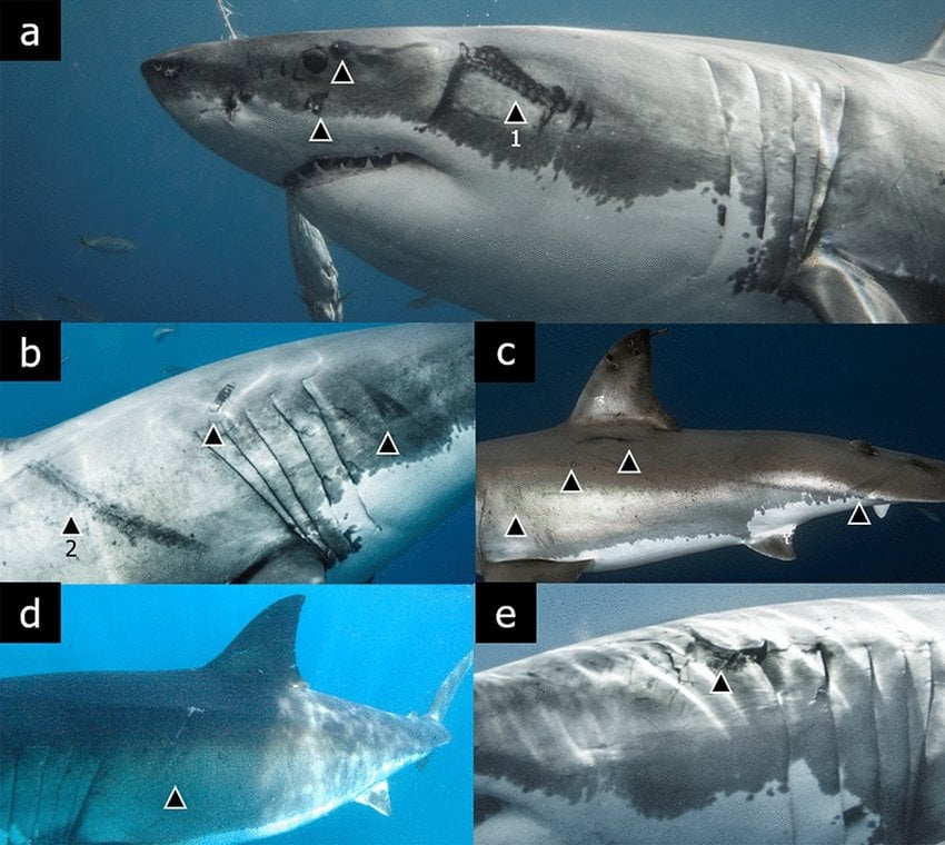 Some-of-the-white-sharks-observed-with-s