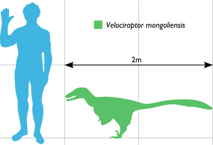 429px-Vraptor Scale.svg