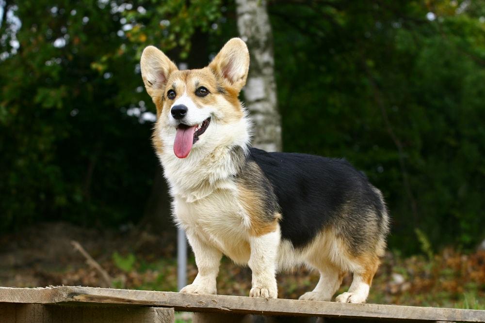 welsh-corgi-tricolor