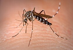 Aedes Albopictus