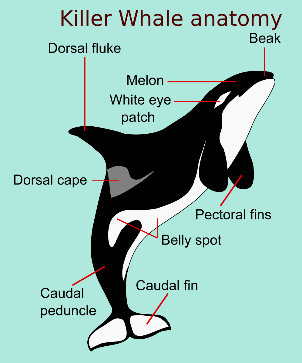 Orca anatomy.svg