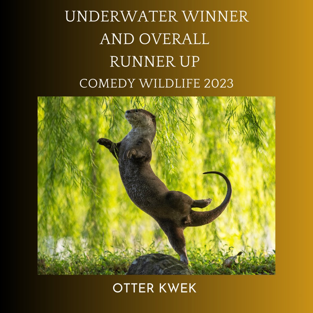otter kwek - Copy