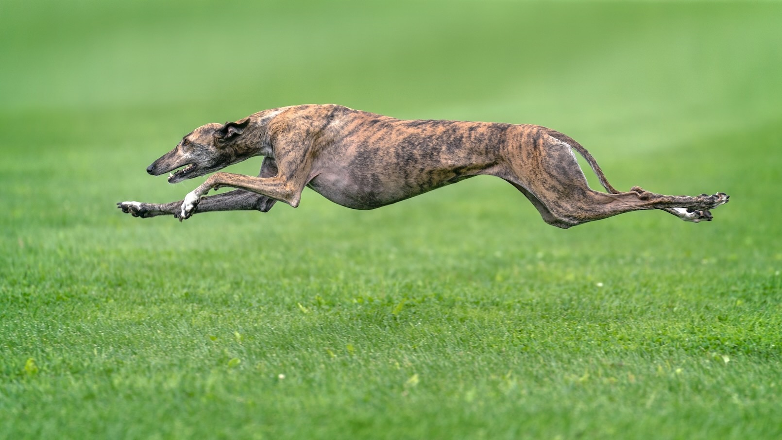 greyhound-running