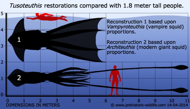 tusoteuthis-size