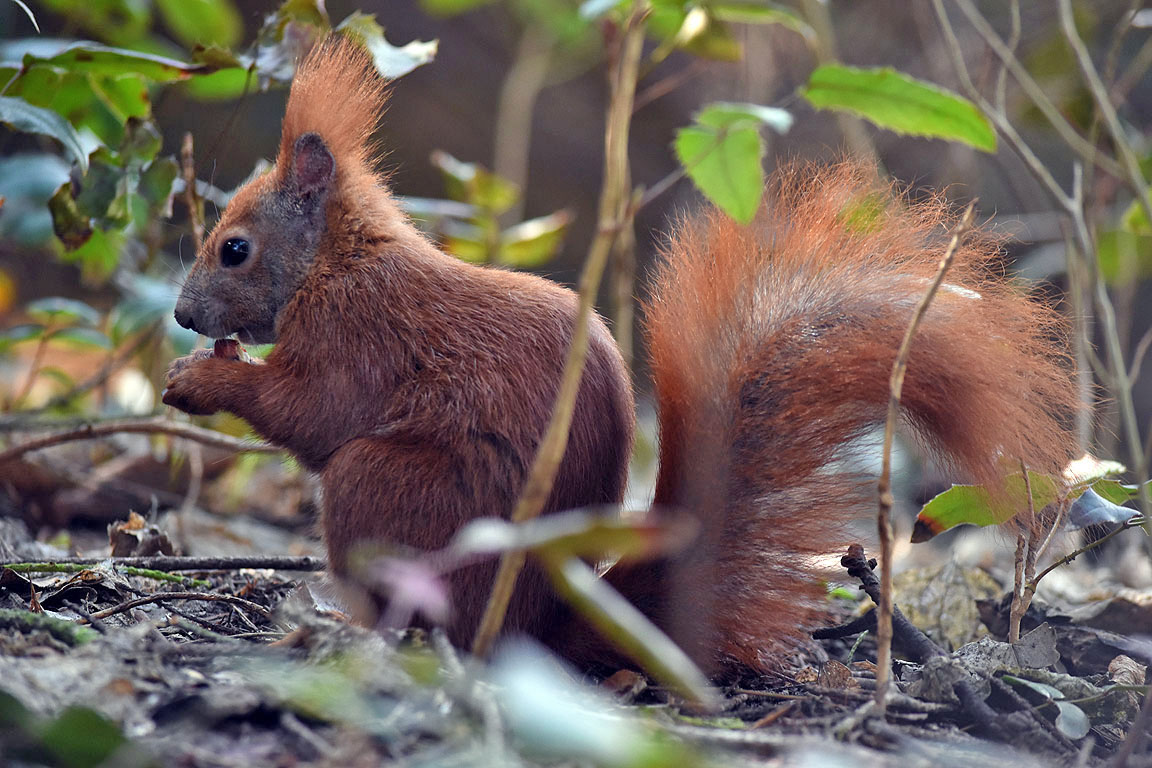 17279f04-5d84-4ad5-82aa-77e0613411dd