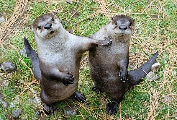 otter zur sache - Copy