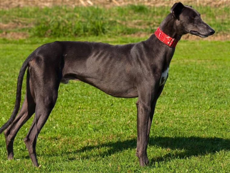greyhound-760x570