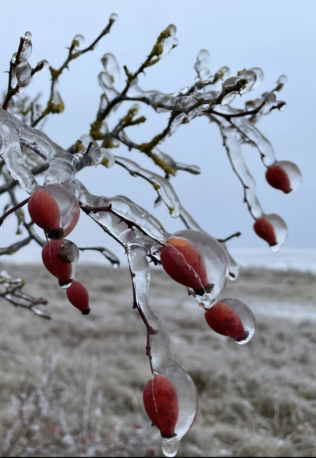 Screenshot 20260207 195046 WhatsApp