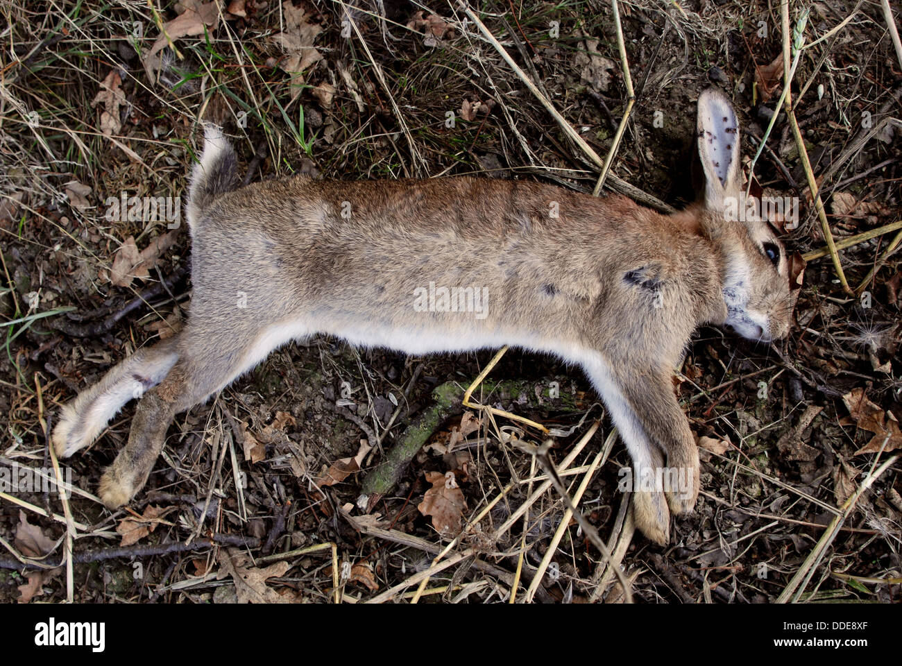 toten-wildkaninchen-mit-schrotflinte-pel