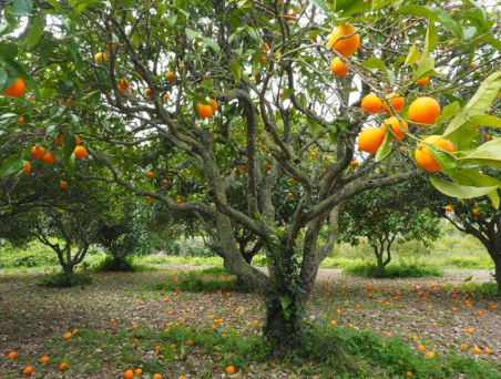 Orangenbaum
