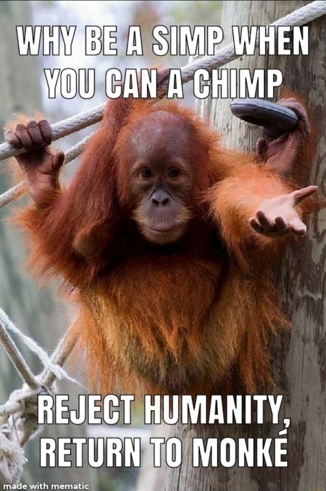 whgbe-simip-when-chimp-reject-humanity-r