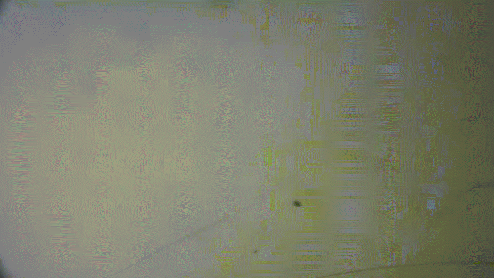 cp