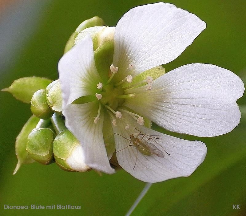 KK 0175 Blattlaus Dionaea