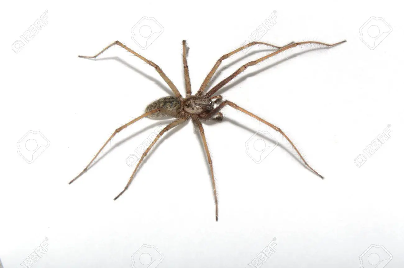 14959950-groe-spinne-auf-einem-hellen-hi.webp