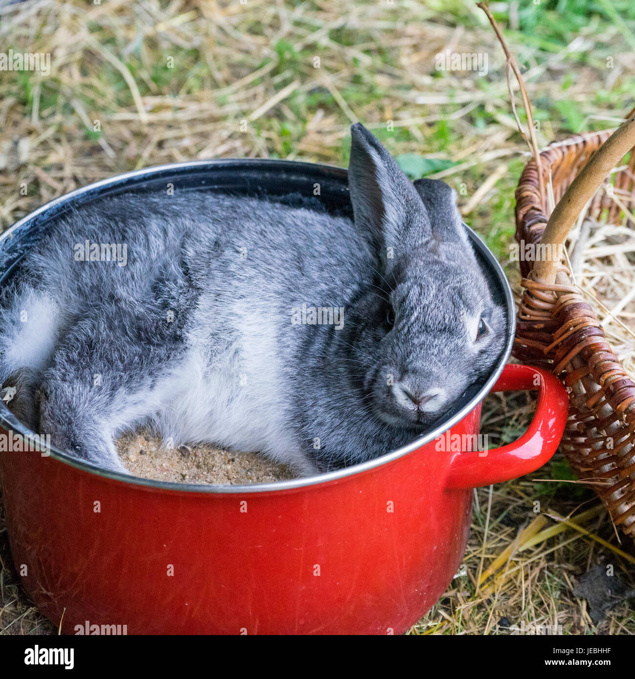 ein-grauen-kaninchen-in-einem-roten-topf