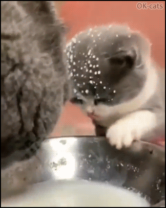 Hilarious Kitten GIF   Clumsy Mommy didn