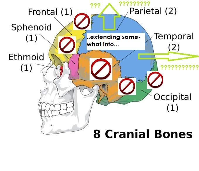 occipital2