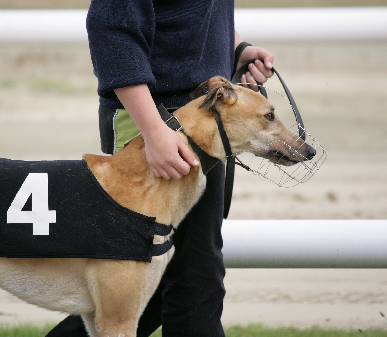 Greyhound-V