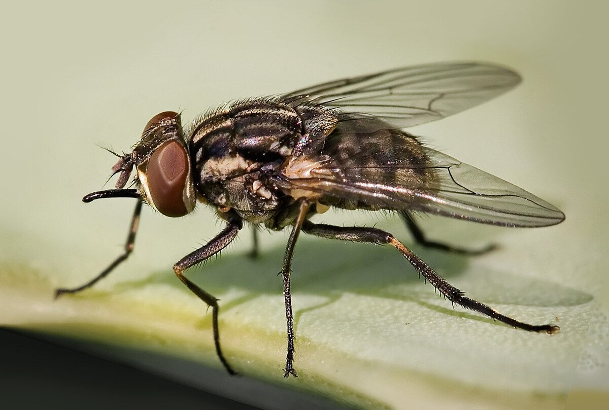 1200px-Stomoxys calcitrans 01