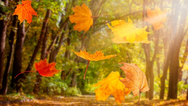 bild-laub-herbst-100 v-img  16  9  l -1d