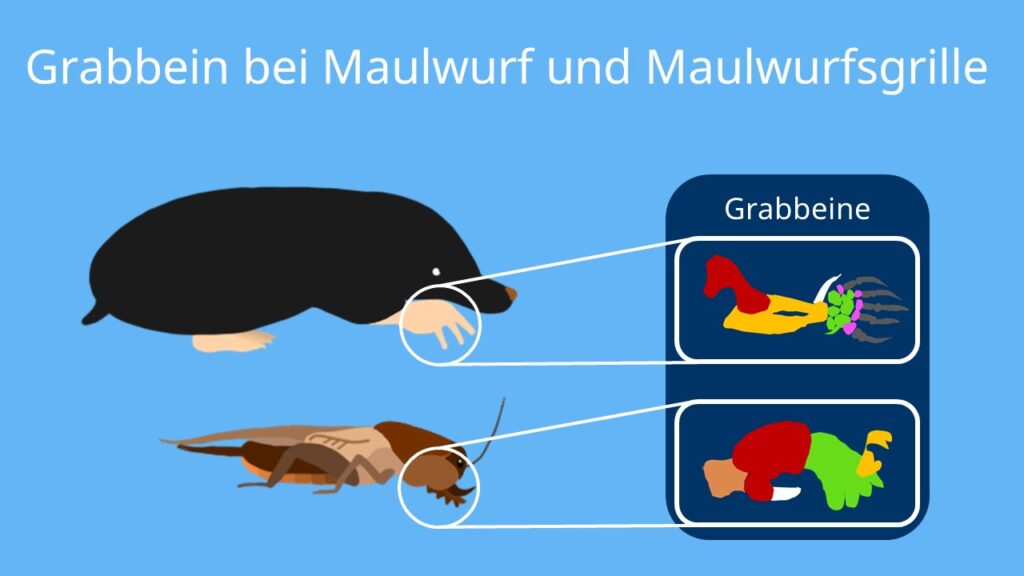 WP Konvergenz Grabbein-bei-Maulwurf-und-