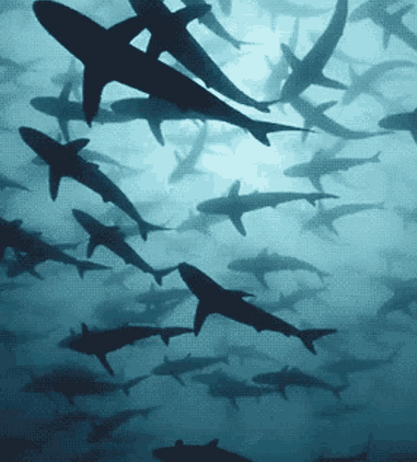 ocean shark 56a60d7e70
