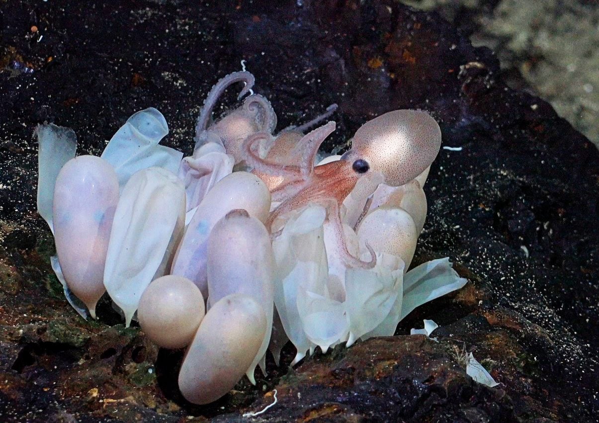 An-octopus-hatchling-emerges-from-a-grou