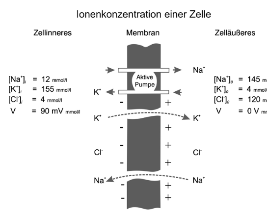Elektrische Phnomene des Krpers und ihre