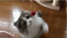 chr gif - Copy