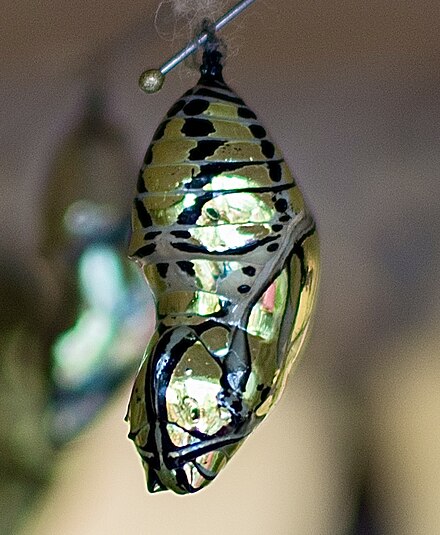 Mechanitis Polymnia Chrysalis