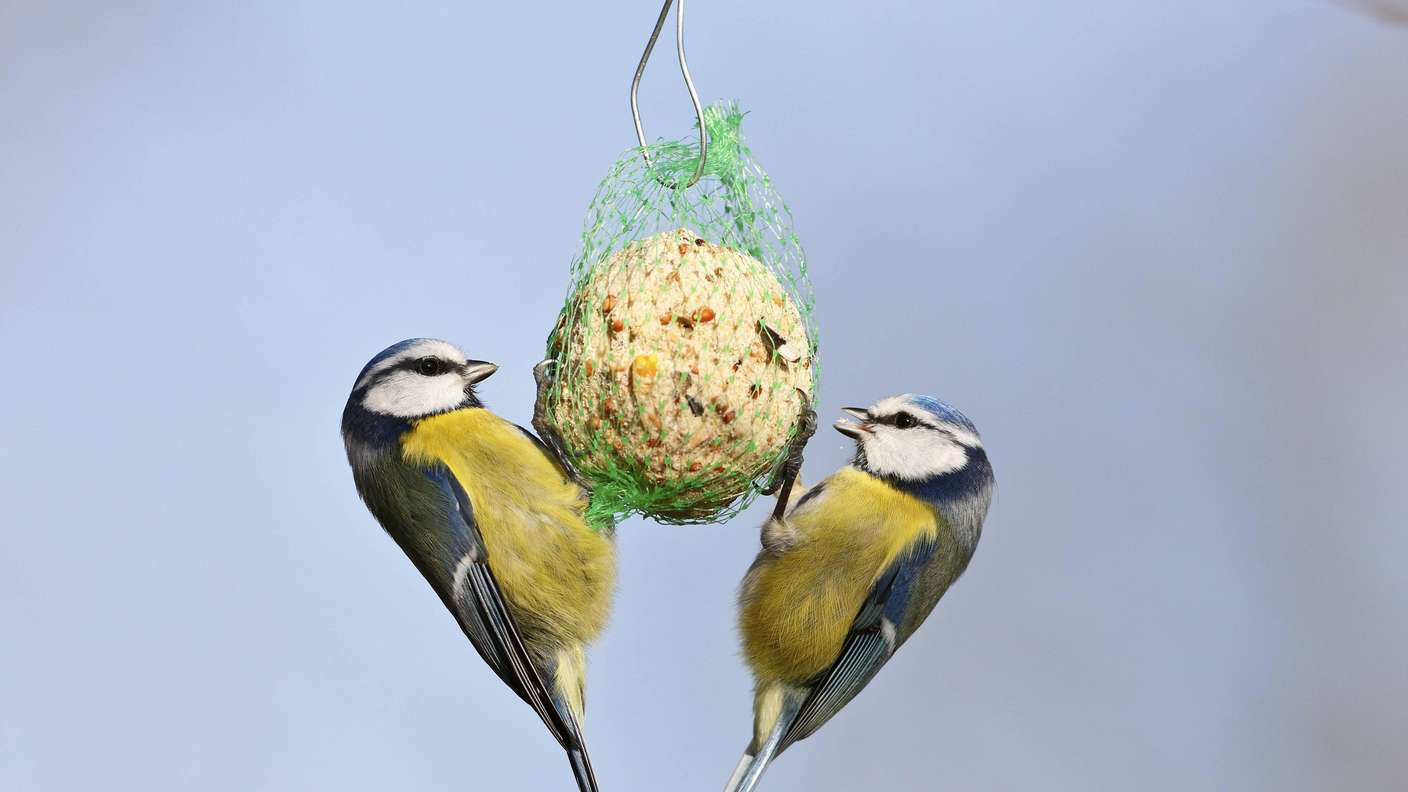 40328371-zwei-blaumeisen-an-einem-meisen