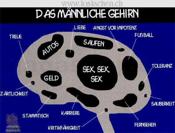 Gehirn des mannes