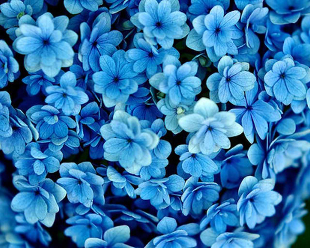 Der Farben Thread blue-flowers-cynthia-selahblue-cynti19-3
