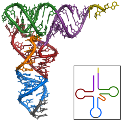 243px-TRNA-Phe yeast 1ehz