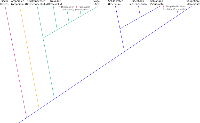 stammbaum der wirbeltiere