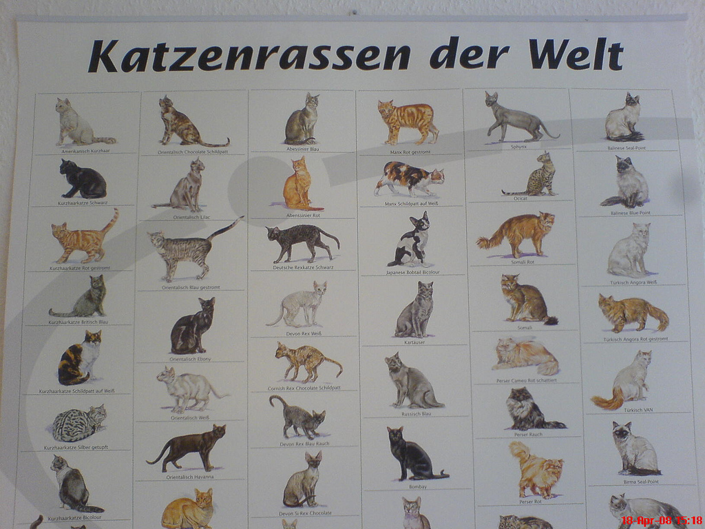 katzenarten und katzenrassen katzenarten und katzenrassen