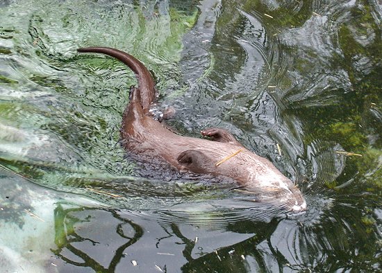 Fischotter-beim-Rueckenschwimmen