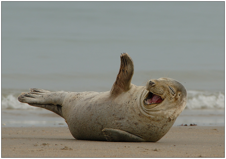 Bilder-Thread kegelrobbe-rofl-aa3c2be3-54e5-4efc-9649-