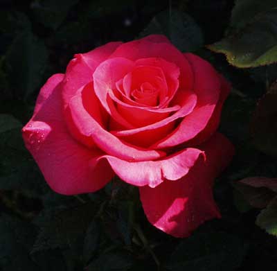 red-rose-in-shadow-sq