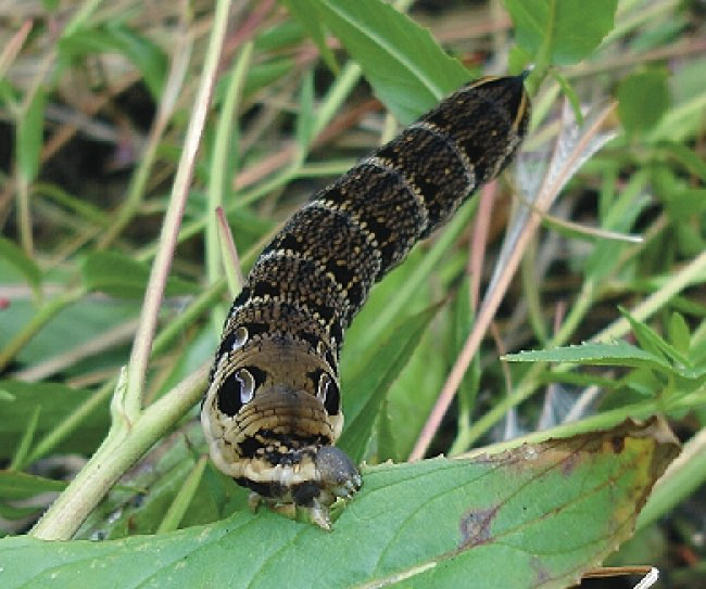 elephant hawkmoth e1288206171206