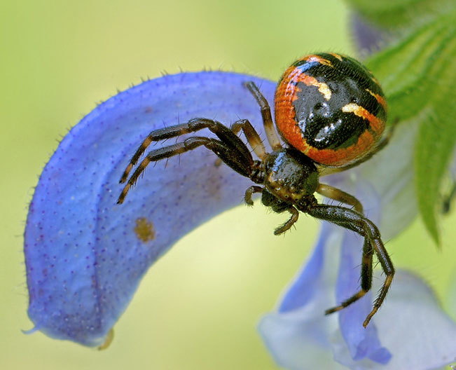 Synema-globosum Horst-Helwig 01